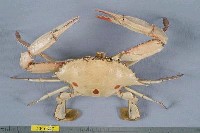 藏品(紅星梭子蟹)的圖片